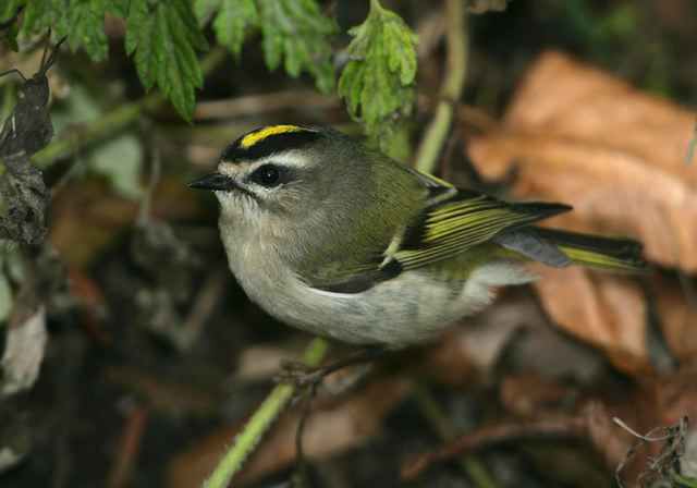 golden-crowned_kinglet5246.jpg