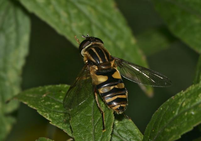 helophilus_fasciatus__4a15a.jpg