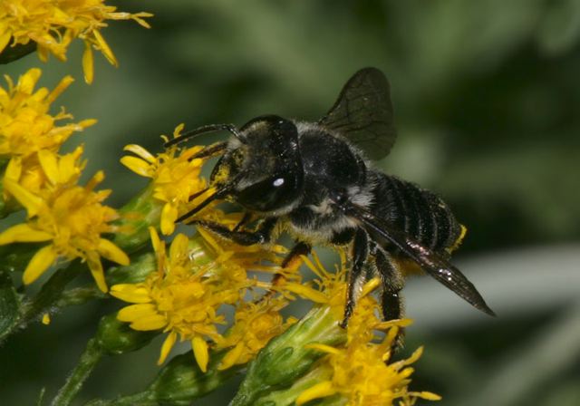 megachile5116.jpg