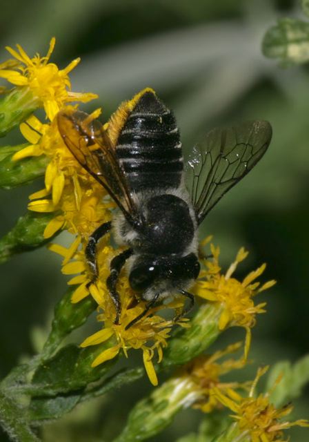 megachile5120.jpg