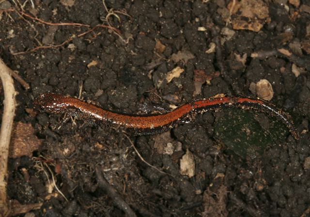 red-backed_salamander5210.jpg