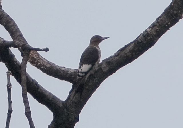 red-headed_woodpecker5013.jpg