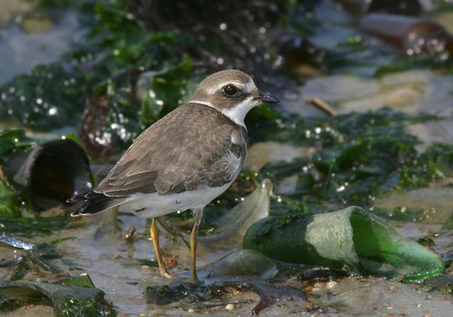 semipalmated_plover5003.jpg