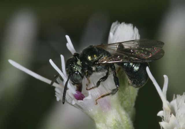 small_carpenter_bee4845.jpg