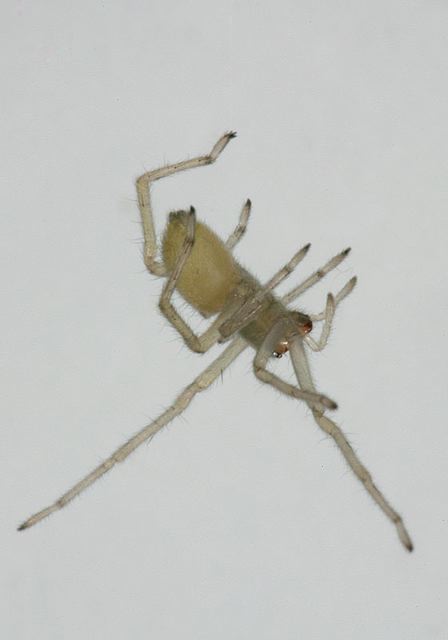 spider_5319.jpg