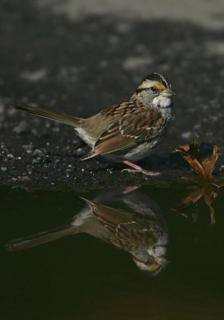 white-throated_sparrow5431.jpg
