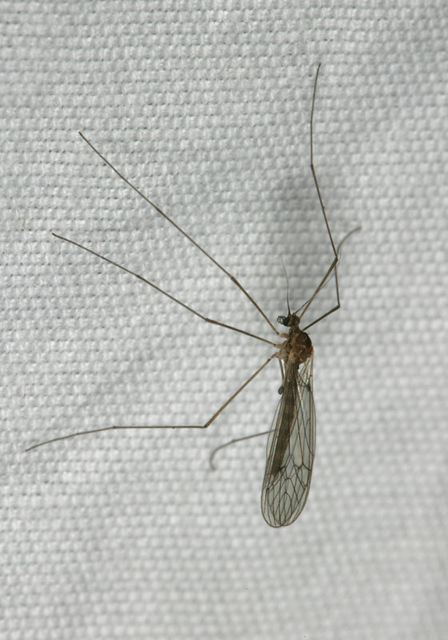 winter_cranefly5451.jpg