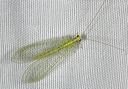 green_lacewing5097