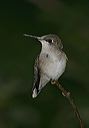 hummingbird5060