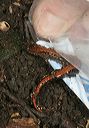 red-backed_salamander5209