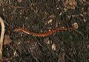 red-backed_salamander5210