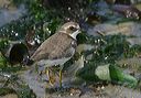semipalmated_plover5003