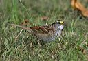 white-throated_sparrow5233