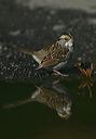 white-throated_sparrow5431