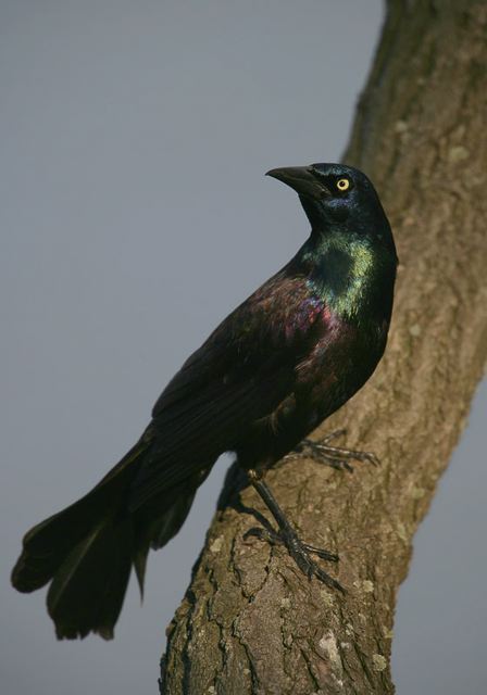 common_grackle902.jpg