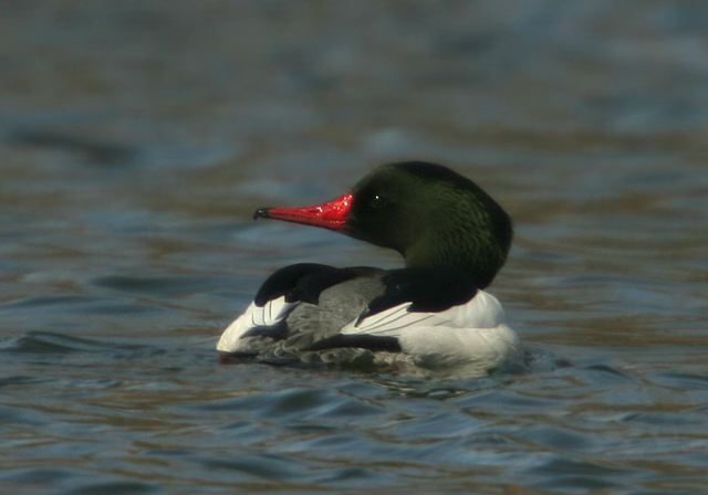 common_merganser1450.jpg