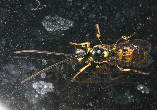 ichneumon_wasp_sp770.jpg