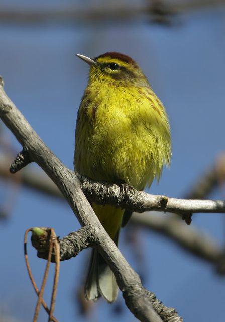 palm_warbler1822.jpg