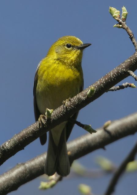 pine_warbler1728.jpg