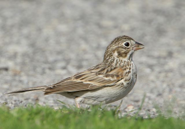 vesper_sparrow866.jpg