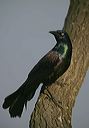 common_grackle902