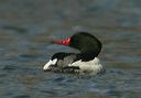 common_merganser1450