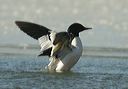 common_merganser413