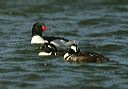 common_merganser488