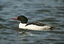 common_merganser556