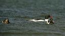 common_merganser579