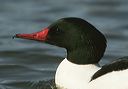 common_merganser_head556