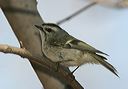 golden-crowned_kinglet1640