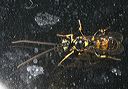 ichneumon_wasp_sp770