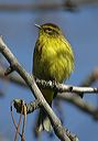 palm_warbler1822