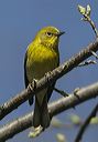 pine_warbler1728