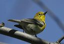 pine_warbler1791