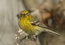 pine_warbler608