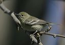 pine_warbler753