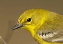 pine_warbler_head606