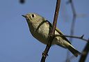 ruby-crowned_kinglet_1718