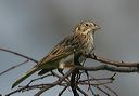 vesper_sparrow1844