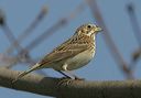 vesper_sparrow1857