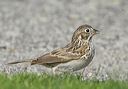 vesper_sparrow866