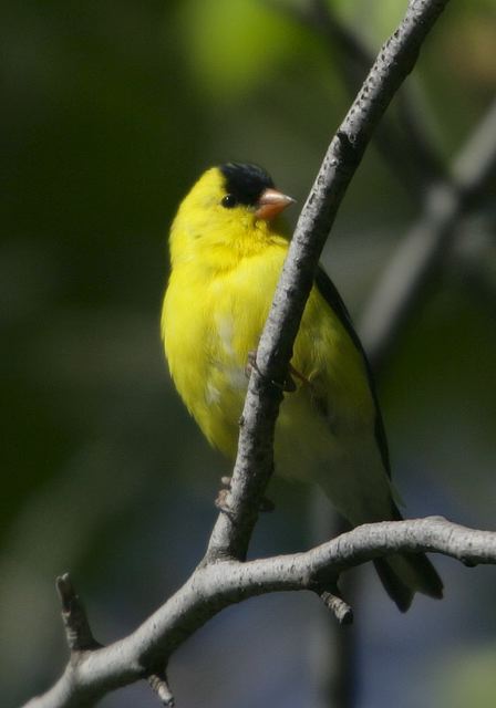 goldfinch005.jpg