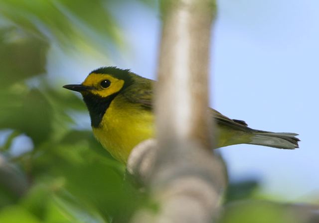 hooded_warbler089.jpg