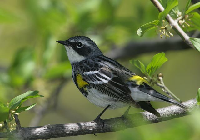 yellow-rumped_warbler072.jpg