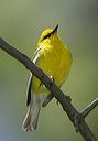 blue-winged_warbler0056