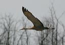 sandhill_crane2072