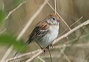 western_field_sparrow083