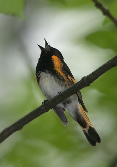 american_redstart202.jpg